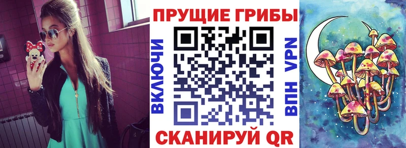 Псилоцибиновые грибы Cubensis  Зеленокумск 